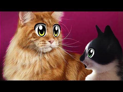 DRAWING A HUGE CAT GOOGLE ! CAT KID AND CAT MURKA learned NEW GAMES WITH CATS! FUNNY JOKE