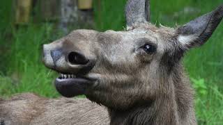 Elinge Elchpark - Älgpark