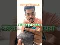 কালা সবুজ পায়রা # viralvideo #newminivlog #village #sorts ##youtubeshorts #pets lovers