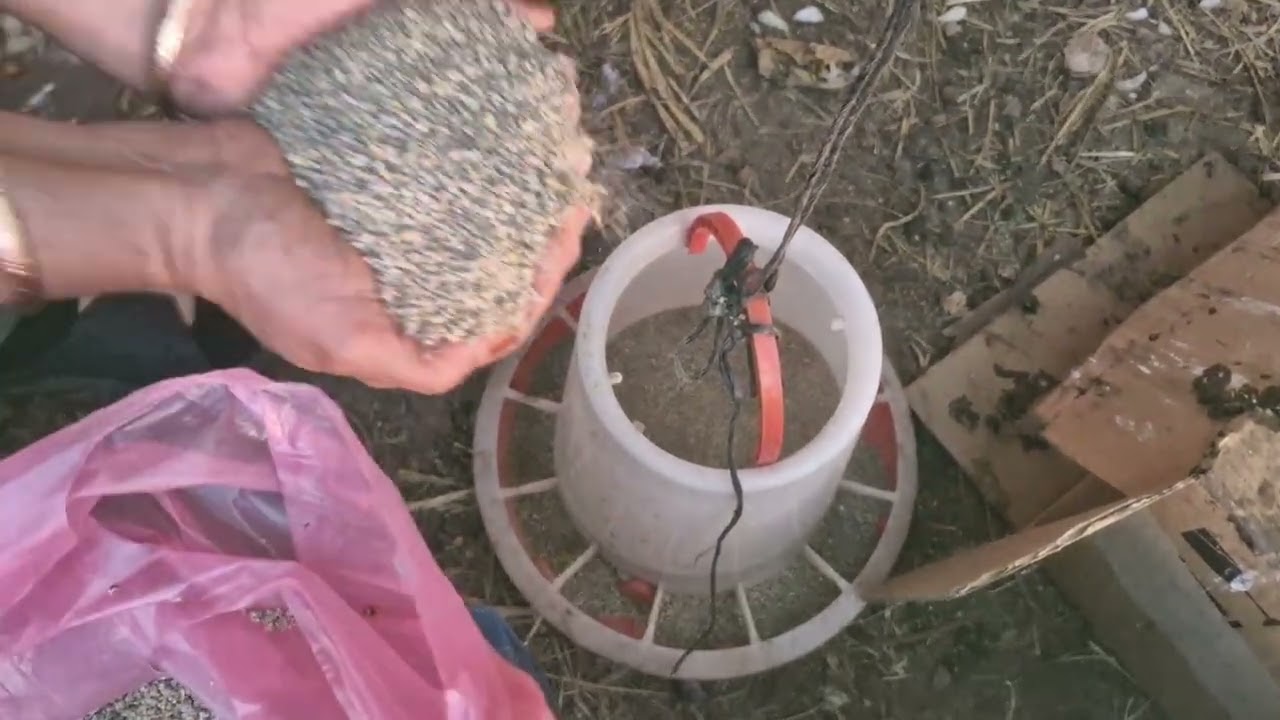 طلعنا علا لكتاكيت راه كيكبرو قريب نحرو شي وحدة من دجاجات