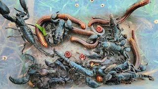 Catch Poisonous, Big Scorpion 🦂 and red Millipedes, Giant Millipede, worm 🪱 black Millipedes 