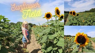 Lyla Explores a Sunflower Field in Massachusetts