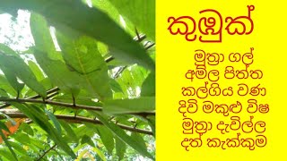 කඹක ගසDiscovering The Majestic Kumbuk Tree Of Sri Lankakubuk Tree