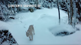 Tétras lyre, lynx et loups sur des cimes enneigées - instants sauvages SP 2024-05-01