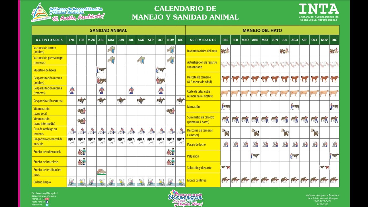 Calendario de actividades en ganado bovino - YouTube