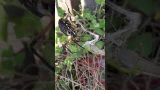GRASS HOPPER SHAKING WHILE SPIDER HELD ITS HEAD #Shakinglikealeaf #Lastrites #Spiderbite