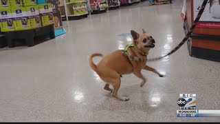 Meet the Midland Humane Coalition's pet of the week: Cheddar