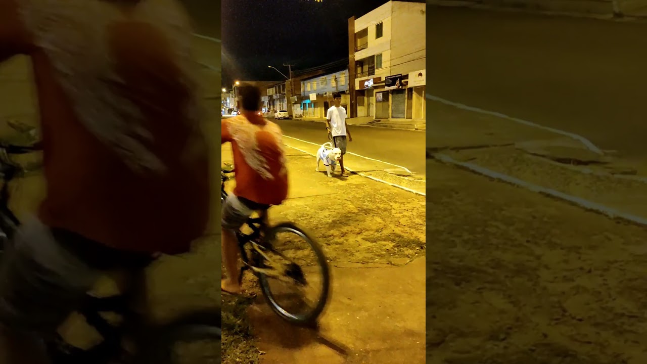 Surgiu um Argentino na caminhada #cachorro #pitbull #dog #viral #shorts
