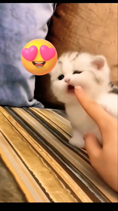 imut banget sih 🥰#trending #ttendingshort #shorts #lucu #funny #funnyvideo #funnycats #cat #cats #fy