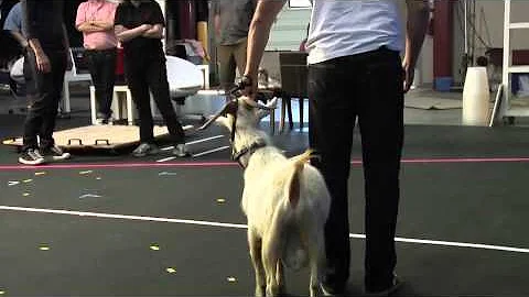 OK Go - Behind the Scenes of White Knuckles - Goats are Good Dancers
