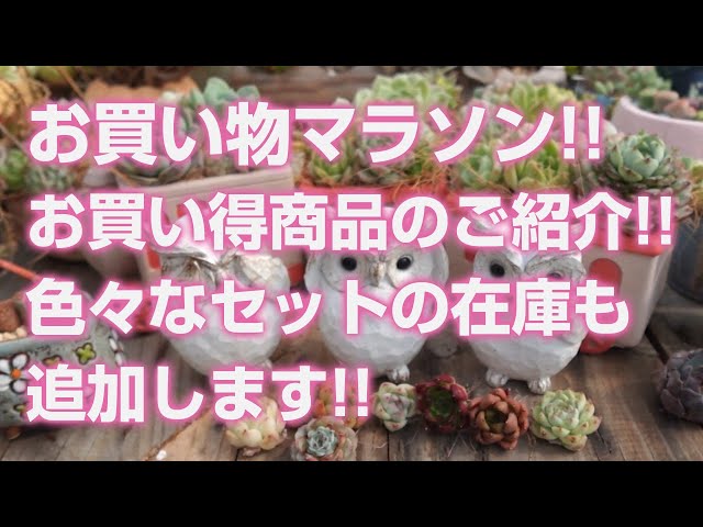 ☘️4年間管理☘️6号☘️原生地採取⭐️torquatus/multifidus⭐️超小輪 2024.07.04【Succulents】Shopping marathon!! Introducing great