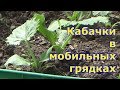 Выращивание кабачков в мобильных грядках