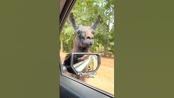 Llama PD. Hier om te beschermen en geholpen te worden! RxCKSTxR Comedy Voiceover!