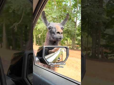 Llama PD. Here To Protect & Get Served! RxCKSTxR Comedy Voiceover!