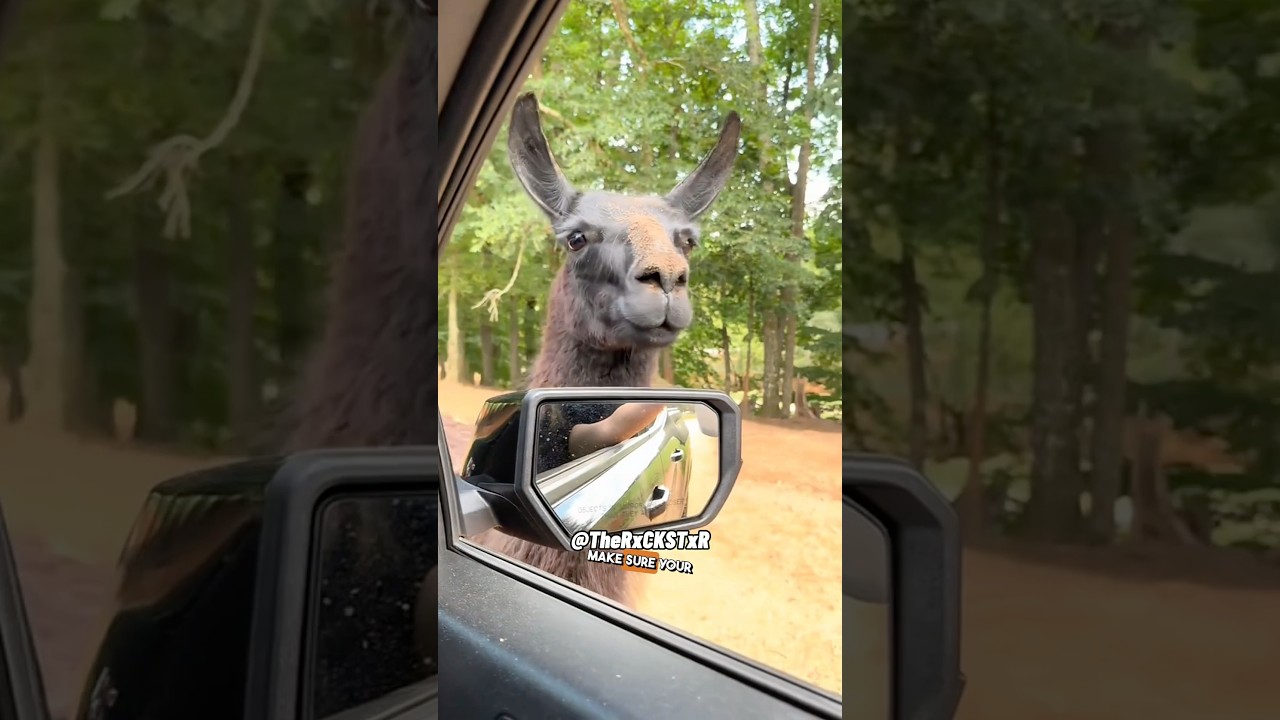 Полиция Лама. Здесь, чтобы защищать и получать помощь! RxCKSTxR, закадровый юмор!