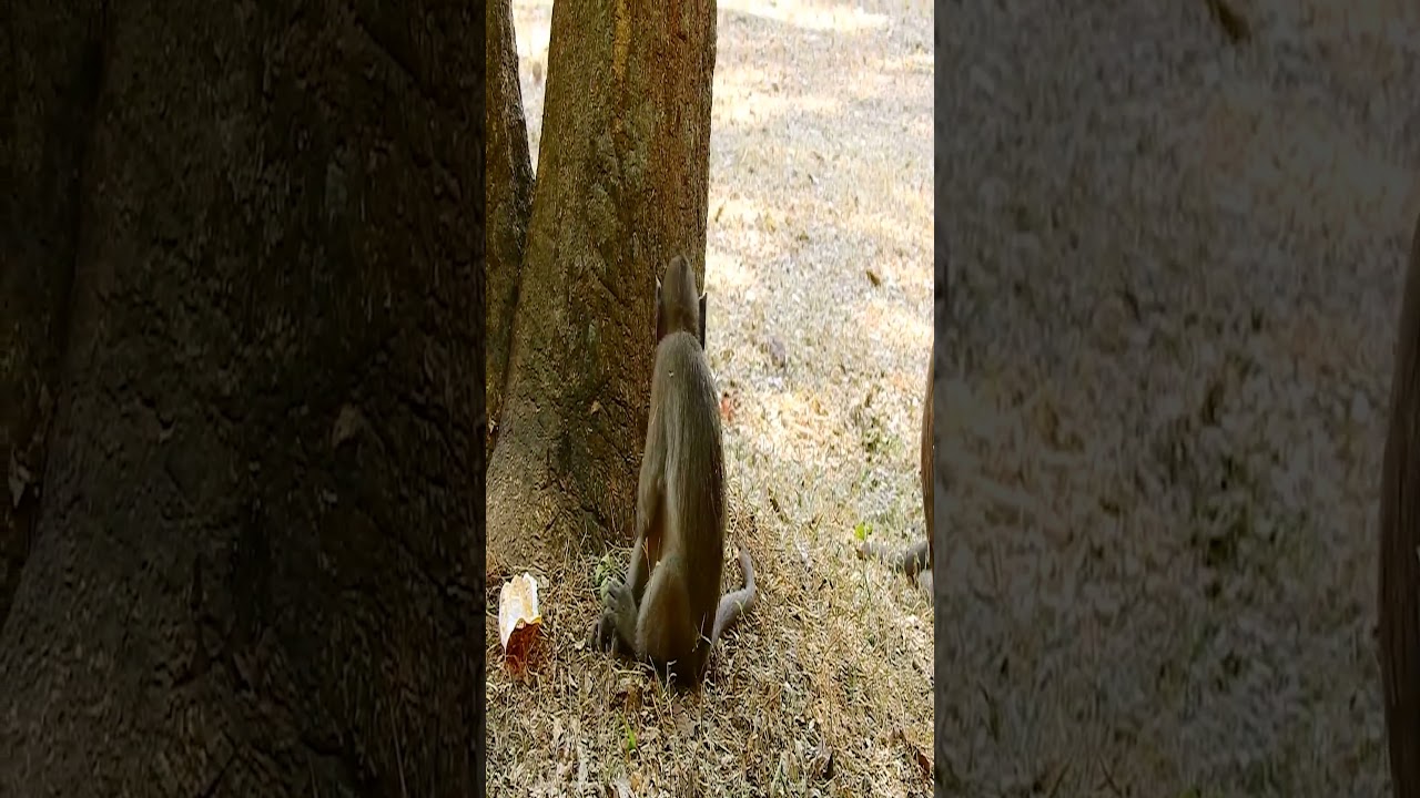 poor baby monkey Timo cry call mother Tima 4