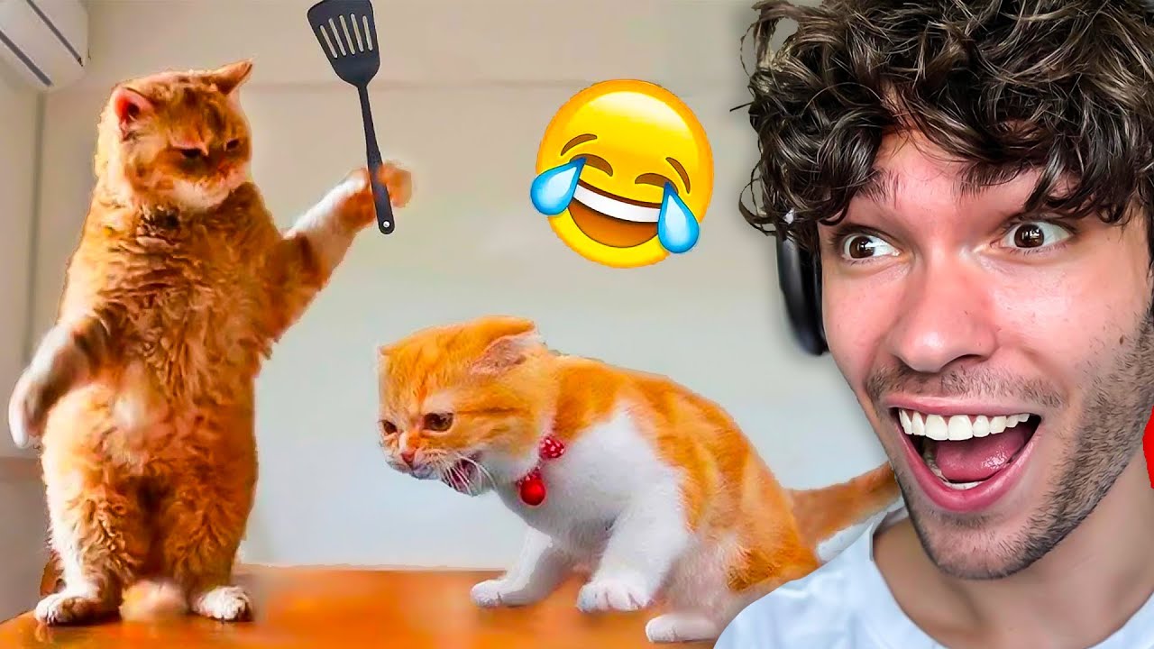 Les ANIMAUX les Plus DROLES au MONDE