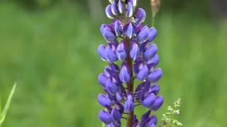 canon sample 1080 t6s