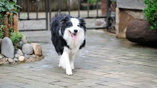Border Collie vs  Miniature Australian Shepherd: Common Health Issues
