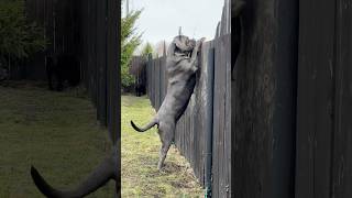 Вот и поговорили 🤣 #canecorso #канекорсо #puppy #суперсобака #канекорсоитальяно