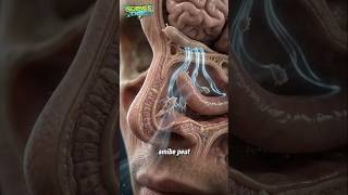 😱 Cette amibe peut entrer par ton nez… et atteindre ton cerveau