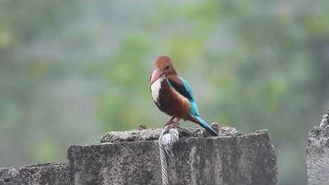 Ornithology  -  The plight of birds of India