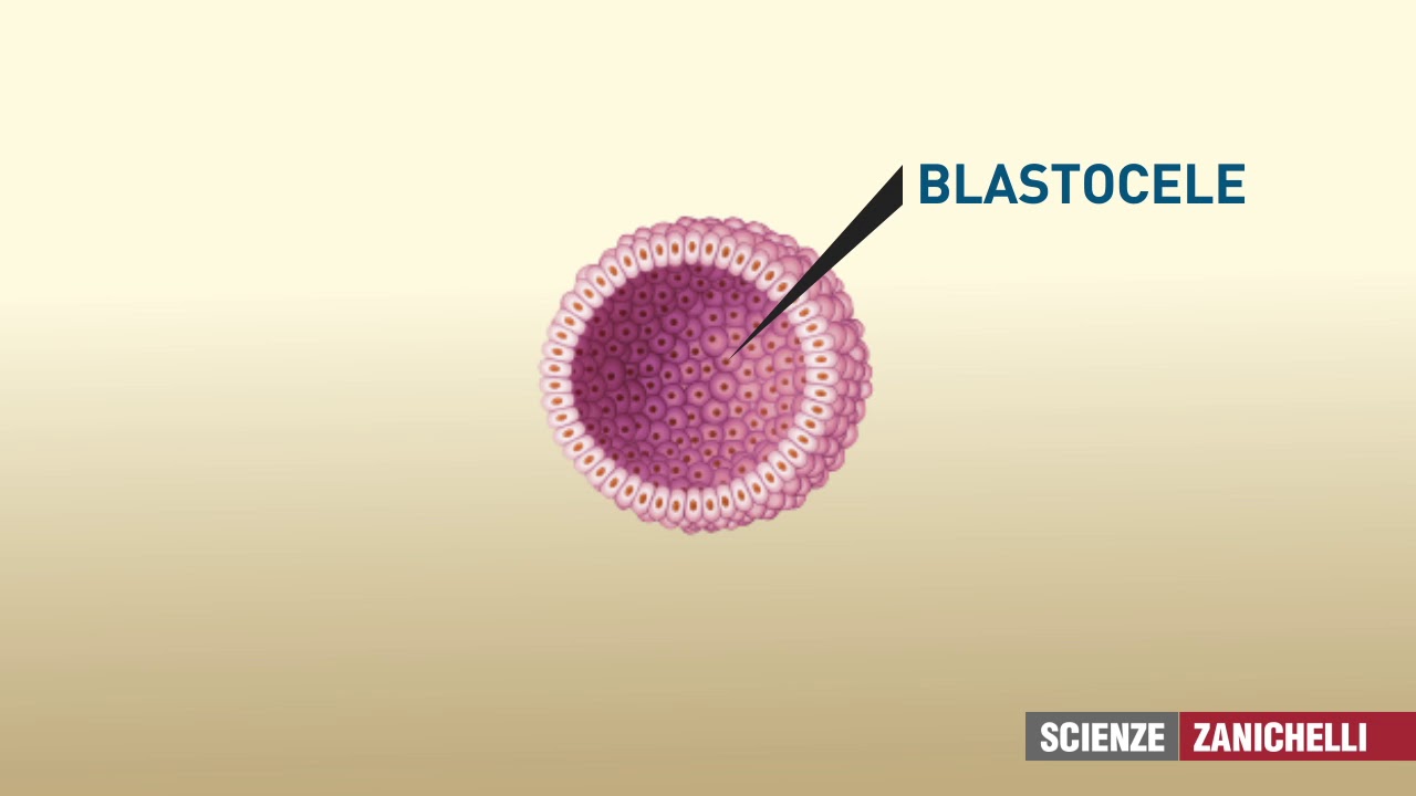 la fecondazione e impianto