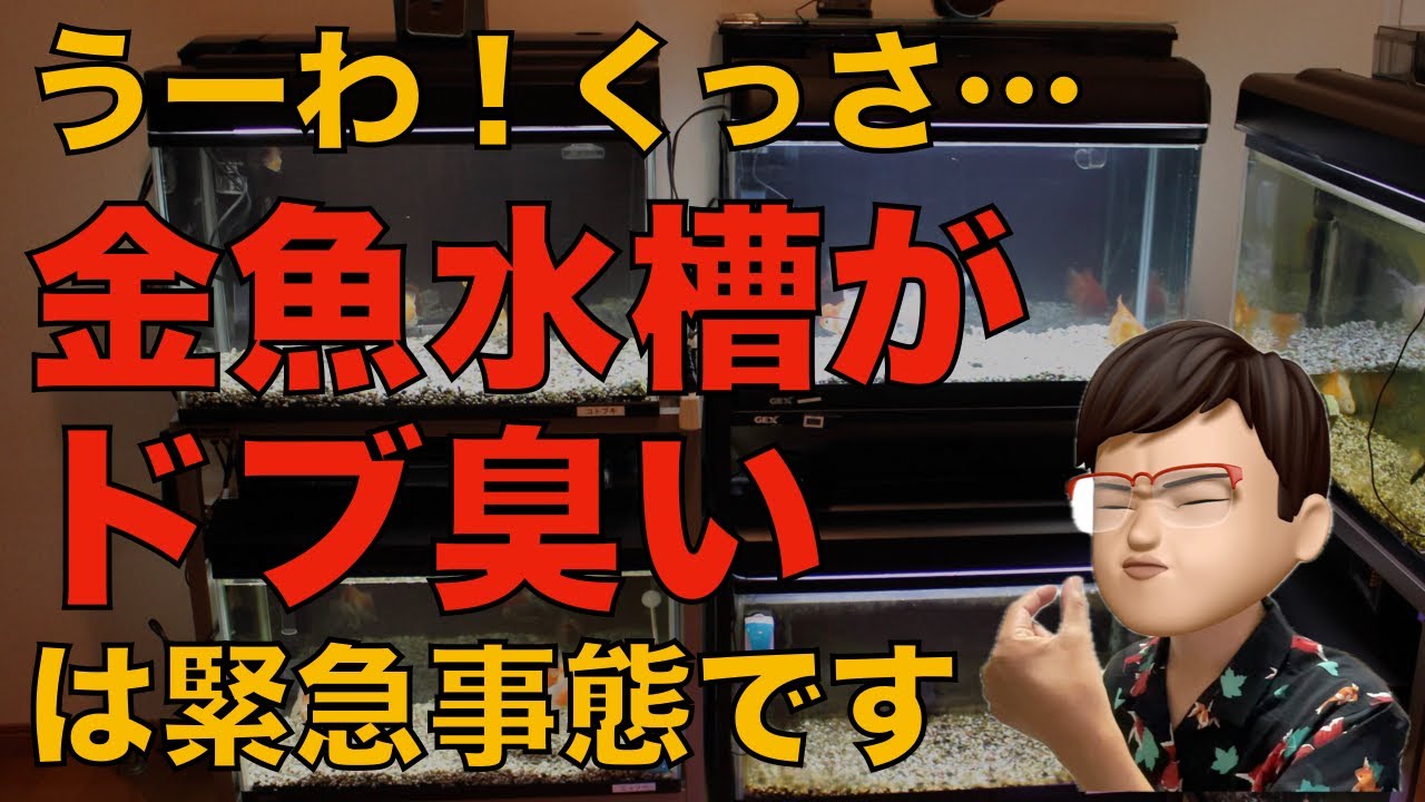 金魚水槽がくさい！水槽から悪臭・異臭がする原因と対策について