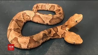 В США жінку переполохала двоголова змія
