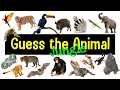 Guess the Animal Sound Game | Jungle Animal Sounds Quiz Mp3 Song