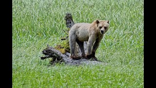 WOLF BEAR 4 - so named by her unusual looks. Here she is keeping a lookout. by Vanessa Obran 615 views 4 months ago 1 minute, 12 seconds