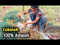 INI DIA RAHASIA UMPAN AMPUH BUBU PAYUNG !!!