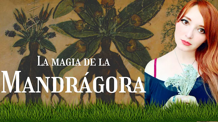 MANDRGORA  | LA PLANTA DE LAS BRUJAS| HISTORIA Y P...