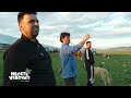 NEĆETE VEROVATI - Na Pešteru najveće stado ovaca, braća Kurtagić imaju više od 1000 grla