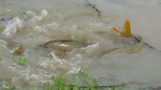 AWESOME CARP SPAWNING FRENZY