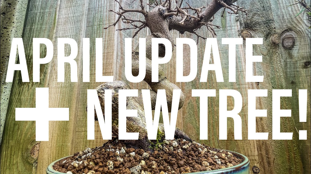 Bonsai Diary (EP10 4/4/2023) April Update + New Tree! YouTube