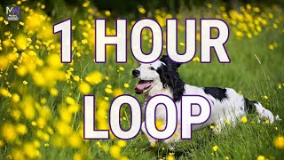 SPRING IN MY STEP — SILENT PARTNER｜SPRING IN MY STEP ★ 1 HOUR LOOP NO COPYRIGHT MUSIC POP HAPPY