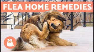 6 HOME REMEDIES for KILLING FLEAS on DOGS 🐶🐜 Do They Work?