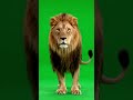 Leopard Green Screen Video FREE | Animal Chroma Key Stock Footage