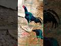 #bangkok #ayam