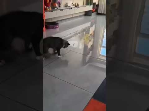 Бесстрашные коты 😺 #funny #memes #cat #cute #природа #животные #прикольныекоты #видосыоткота