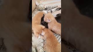 КОШКА МАТЬ ГЕРОИНЯ!!