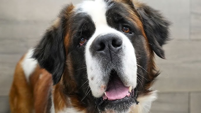 Bernie the St. Bernard gets a makeover