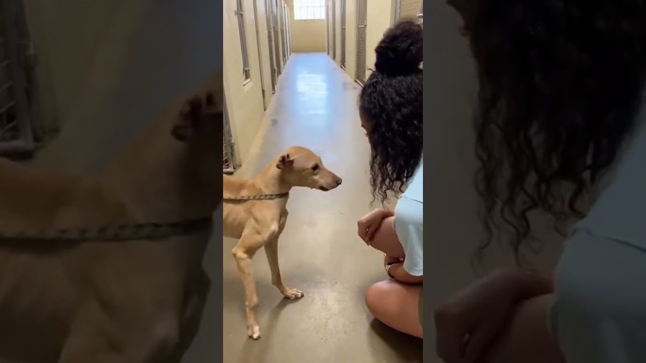 When a Rescue Dog Realizes He’s Safe 