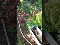 Gradina în iunie 2024. (2)#nature #garden