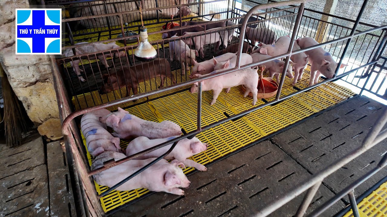 Hướng dẫn tập ăn cho heo con từ 3-5 ngày tuổi