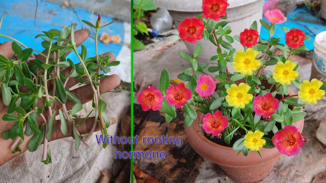 Easiest way to grow Purslane from cutting Portulaca | How to grow purslane from cutting easy ...