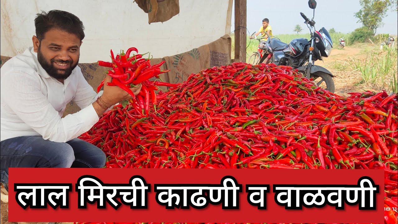 लाल मिरची काढणी व वाळवणी | #लाल_मिरची #रोहित_बोरगावे #कृषी_भरारी #red_chilli #red_chilli_managmenet