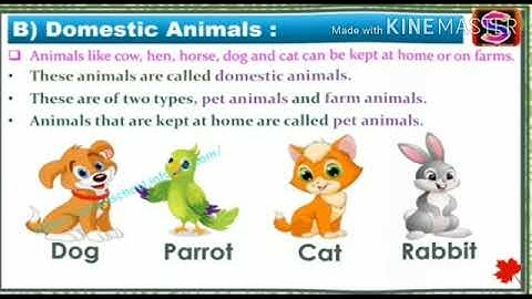 Std : 1 Sub : Evs Bridge course  Topic :Animals Around Us