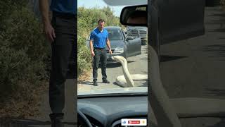 He Tried Moving This Giant Snake… Then This Happened 😳 #snake #shorts #wildlife